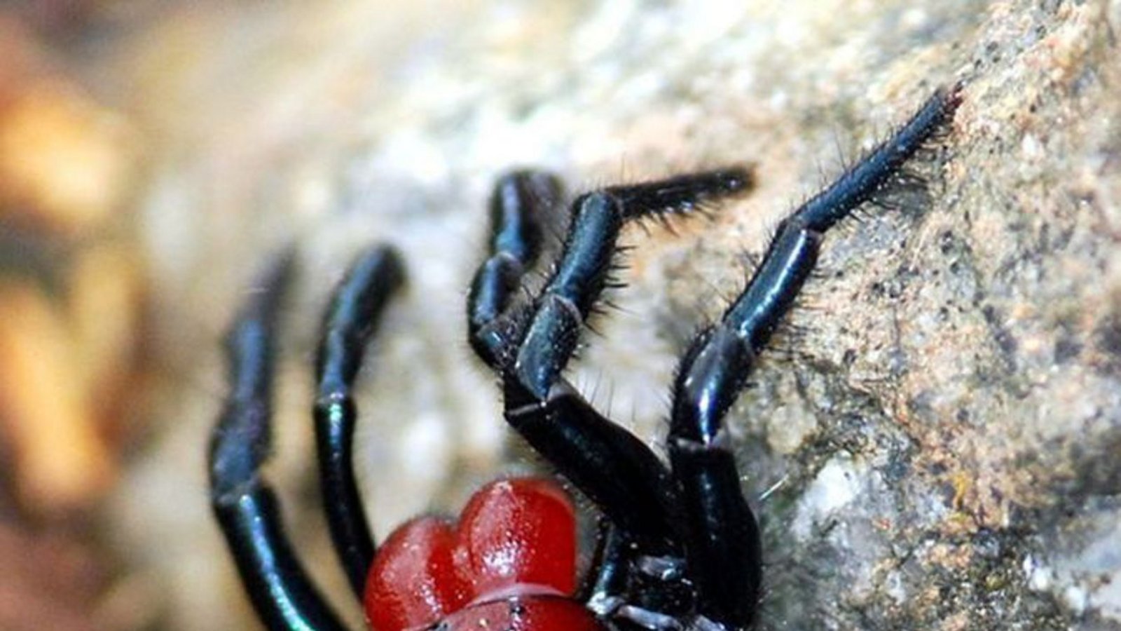 Mausspinne (Missulena occatoria): Diese in Australien beheimatete Spinne heißt dort Mouse Spider. Ihr Biss kann für den Menschen sehr giftig sein, jedoch sind erst wenige lebensbedrohliche Fälle bekannt geworden.Foto: Wikipedia commons/Peripitus/CC BY-SA 3.0 Mausspinne (Missulena occatoria): Diese in Australien beheimatete Spinne heißt dort Mouse Spider. Ihr Biss kann für den Menschen sehr giftig sein, jedoch sind erst wenige lebensbedrohliche Fälle bekannt geworden.Foto: Wikipedia commons/Peripitus/CC BY-SA 3.0