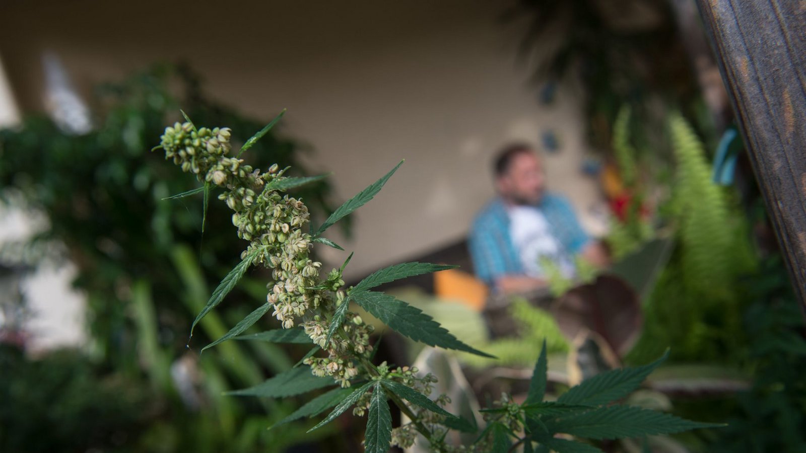 Cannabis vom eigenen Balkon? Vielleicht ist dies schon bald möglich.Foto: dpa/Marijan Murat Cannabis vom eigenen Balkon? Vielleicht ist dies schon bald möglich.Foto: dpa/Marijan Murat