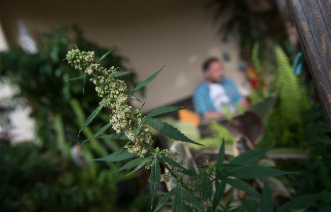 Cannabis vom eigenen Balkon? Vielleicht ist dies schon bald möglich.<span class='image-autor'>Foto: dpa/Marijan Murat</span>
