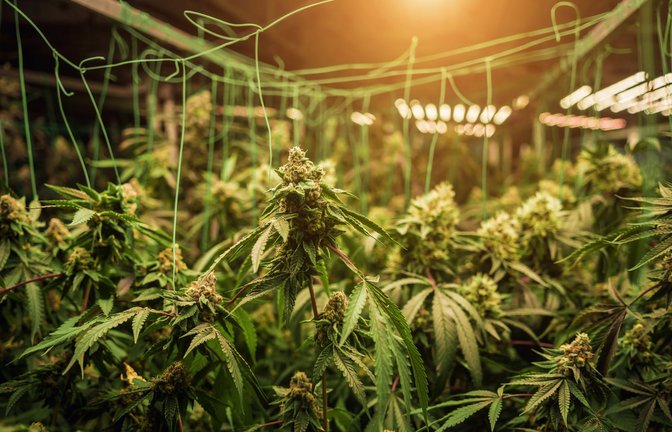 Cannabis-Plantage: Bisher ist noch kein einziger Anbauverein in Baden-Württemberg genehmigt worden.<span class='image-autor'>Foto: IMAGO/Pond5 Images/xromasetx</span>