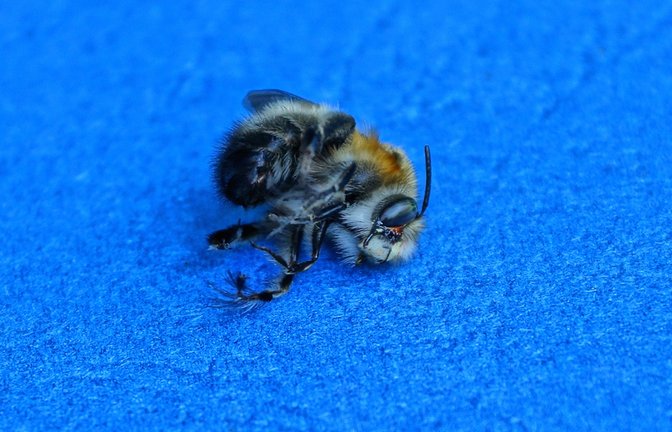 Droht jetzt eine Strafe für die tote Biene?<span class='image-autor'>Foto: Butus / shutterstock.com</span>