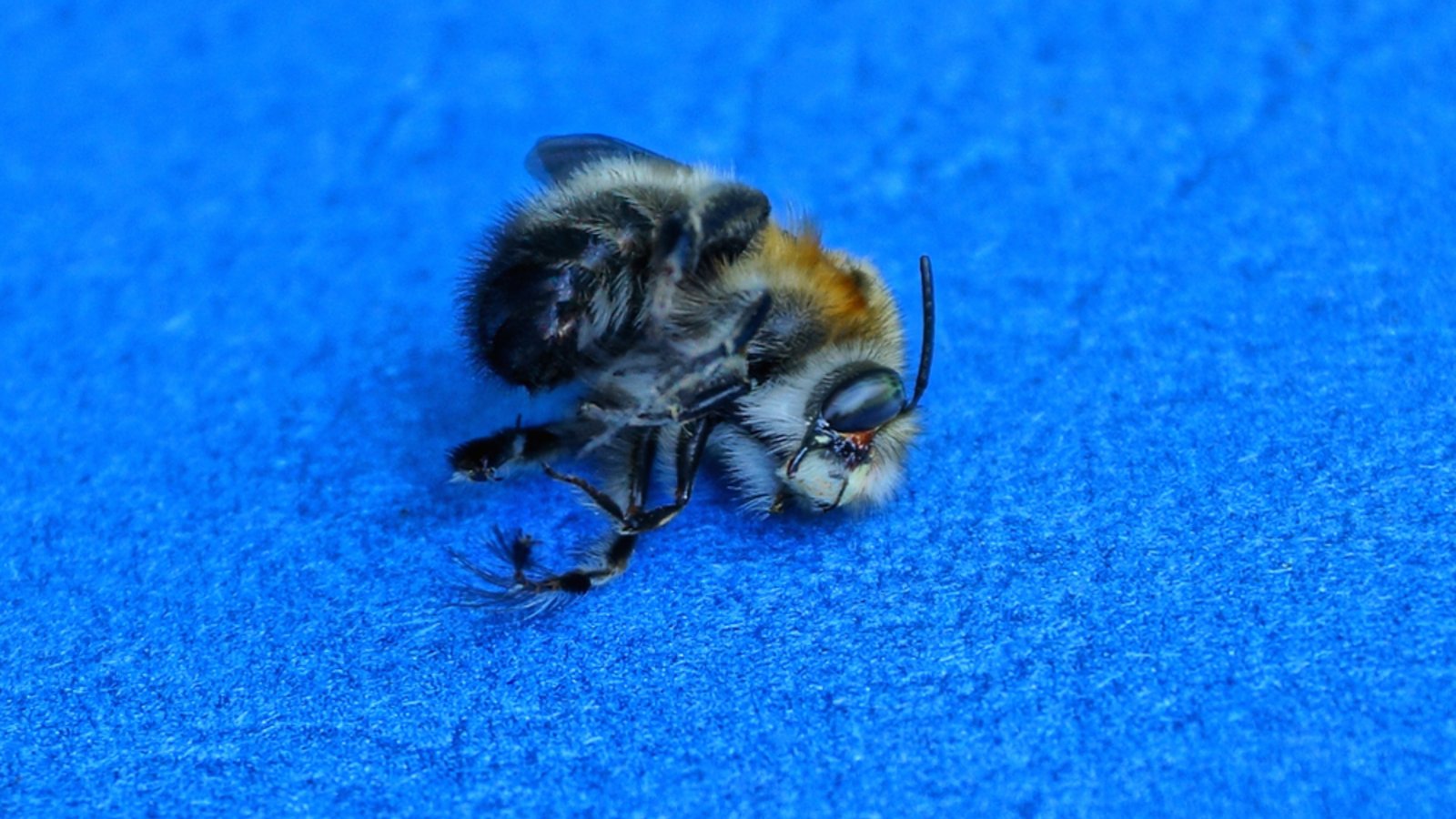 Droht jetzt eine Strafe für die tote Biene?Foto: Butus / shutterstock.com