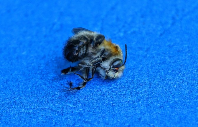 Droht jetzt eine Strafe für die tote Biene?<span class='image-autor'>Foto: Butus / shutterstock.com</span>