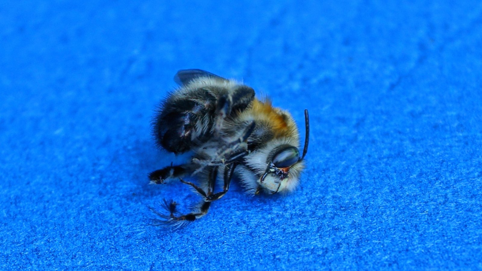 Droht jetzt eine Strafe für die tote Biene?Foto: Butus / shutterstock.com