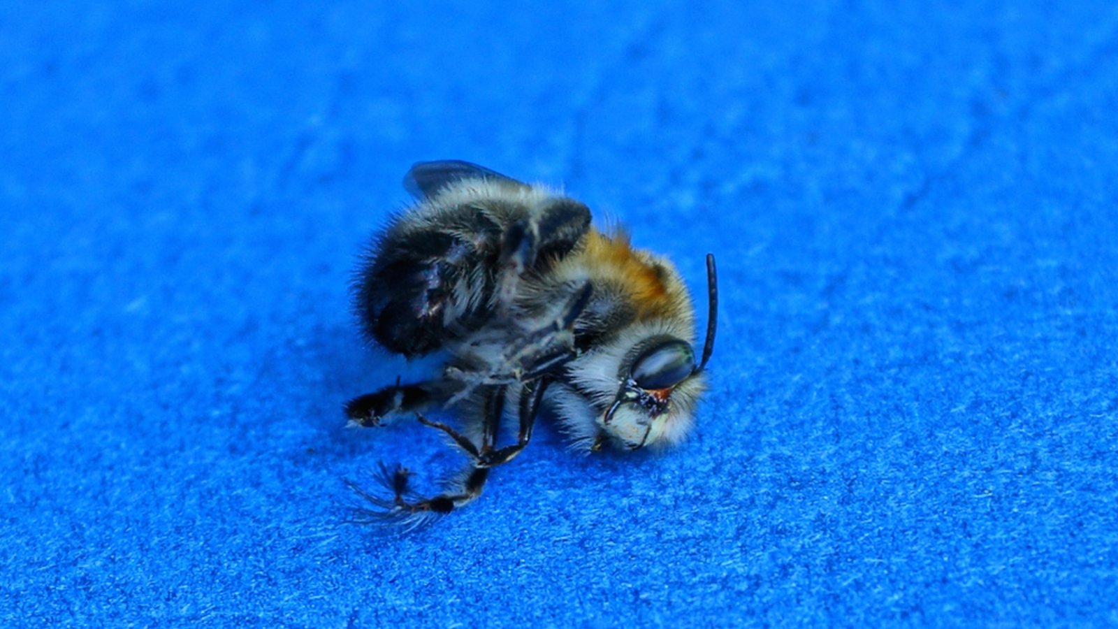 Droht jetzt eine Strafe für die tote Biene?Foto: Butus / shutterstock.com Droht jetzt eine Strafe für die tote Biene?Foto: Butus / shutterstock.com
