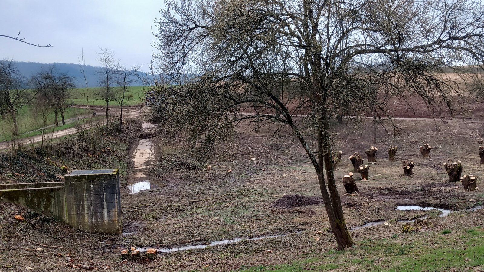 Das Spielberger Regenrückhaltebecken an der Straße nach Ochsenbach. Inzwischen ist der strikte Rückschnitt erfolgt.  Foto: Glemser