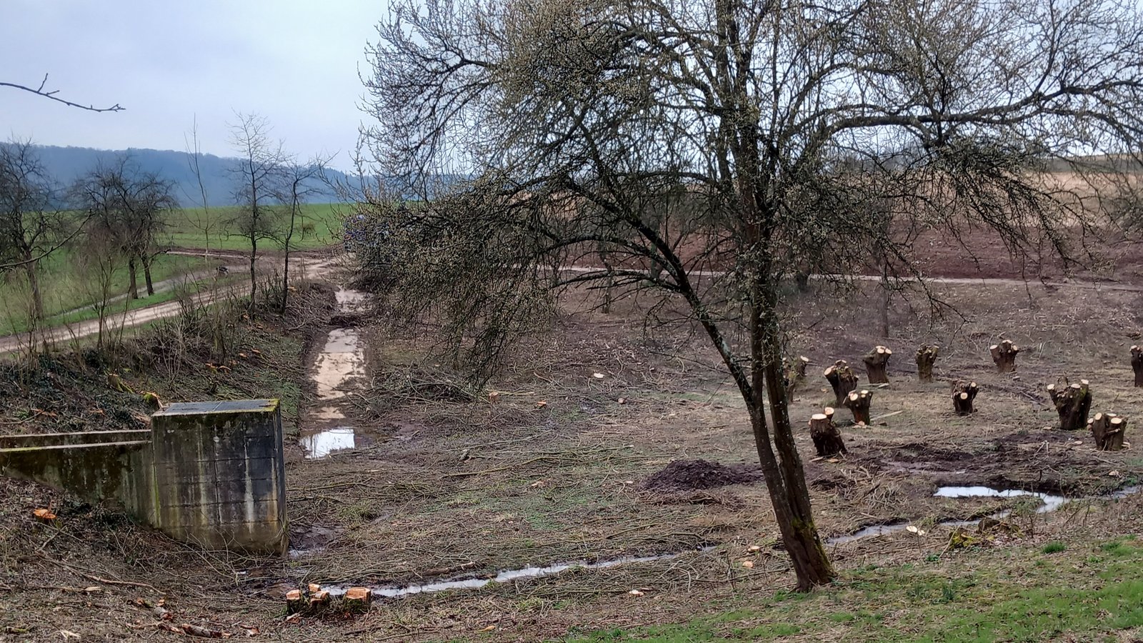 Das Spielberger Regenrückhaltebecken an der Straße nach Ochsenbach. Inzwischen ist der strikte Rückschnitt erfolgt. Foto: Glemser Das Spielberger Regenrückhaltebecken an der Straße nach Ochsenbach. Inzwischen ist der strikte Rückschnitt erfolgt. Foto: Glemser