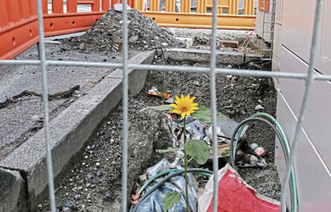 Ausgerechnet die Baustelle vor der Horrheimer Kelter hat sich diese tapfere Sonnenblume als Standort erwählt.  Foto: Banholzer