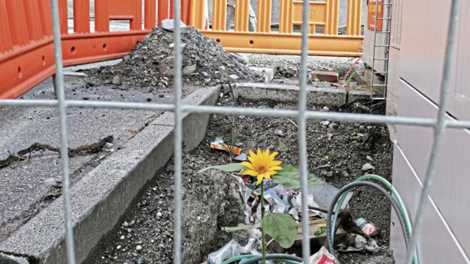 Ausgerechnet die Baustelle vor der Horrheimer Kelter hat sich diese tapfere Sonnenblume als Standort erwählt.  Foto: Banholzer