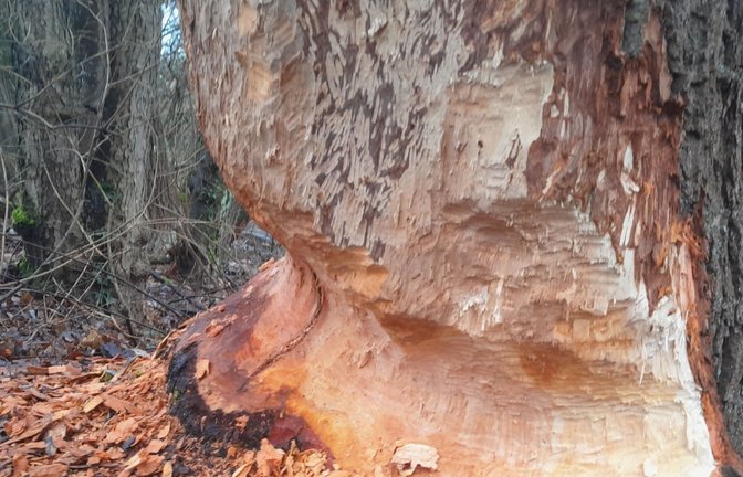 Biberspuren an einem Baum.  <span class='image-autor'>Foto: LE</span>