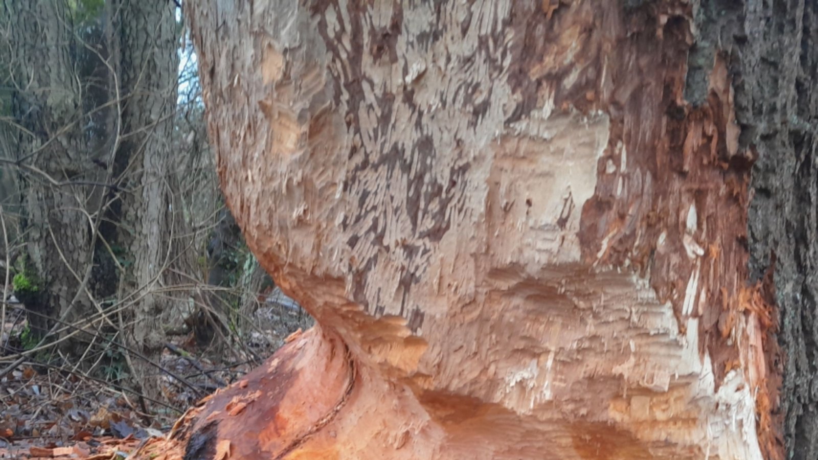 Biberspuren an einem Baum. Foto: LE Biberspuren an einem Baum. Foto: LE