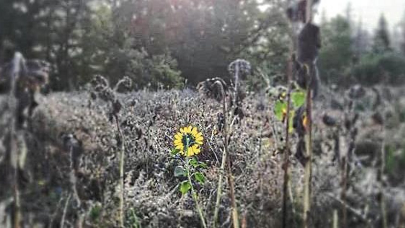 Wer zu spät kommt, blüht am längsten.  Foto: Rücker
