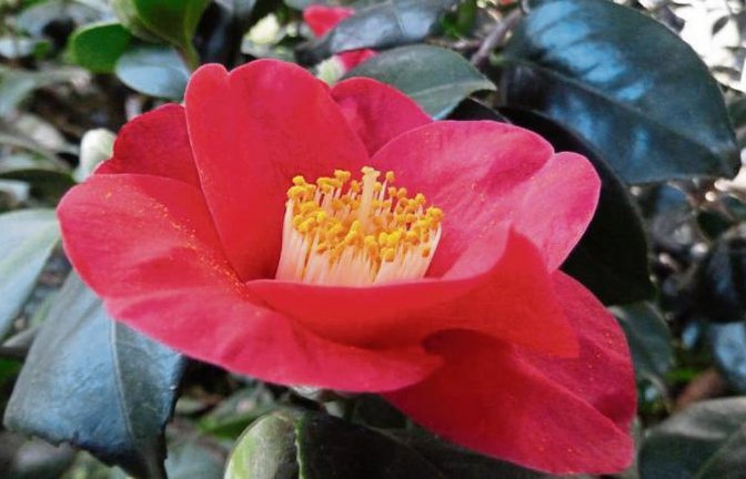 Eine von zurzeit zahllosen Kamelienblüten in der Wilhelma.  Foto: Rücker