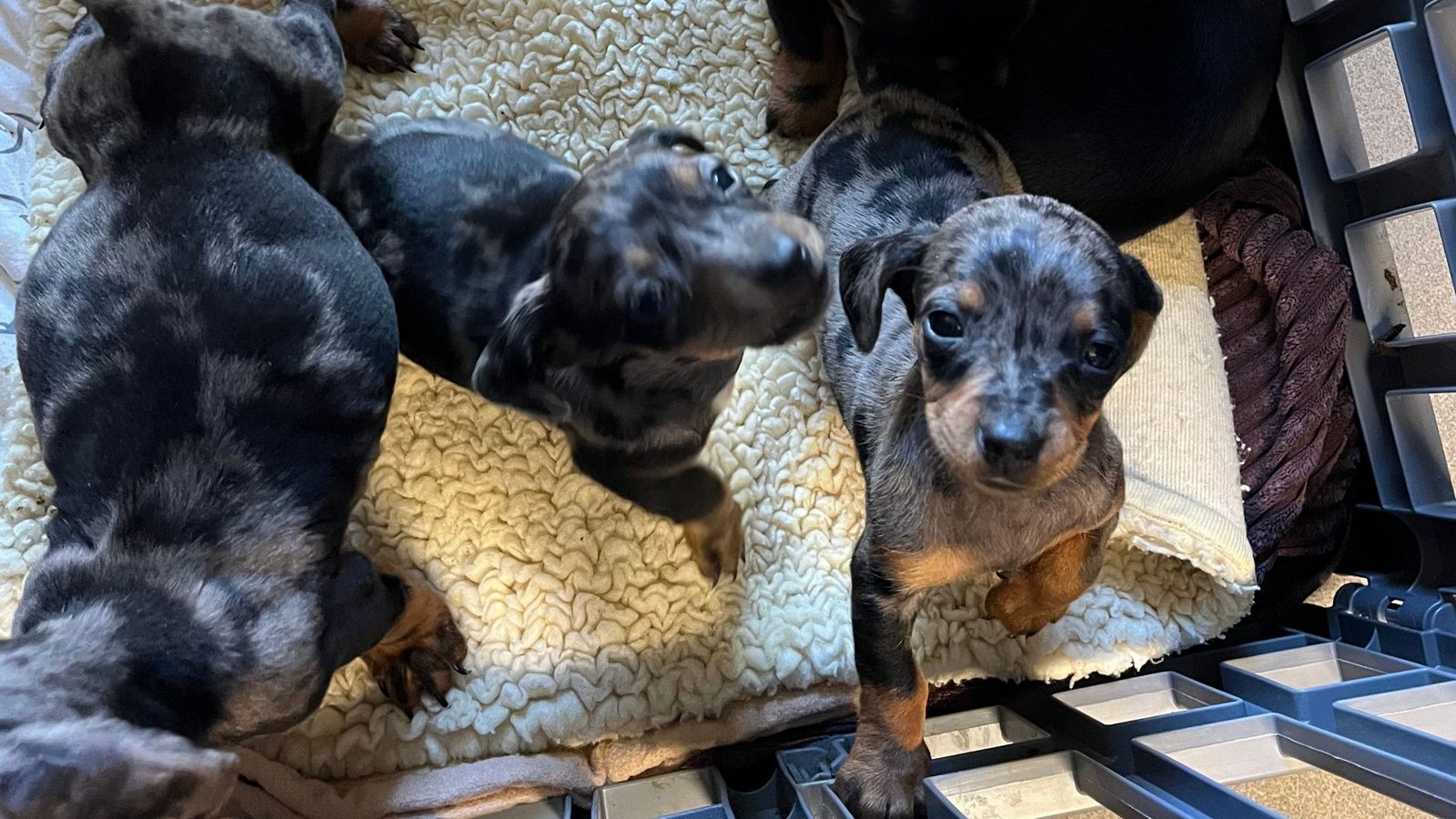 Die Welpen wurden in der Nähe einer Autobahnbrücke über die A6 gefunden.Foto: -/Polizeipräsidium Heilbronn/dpa