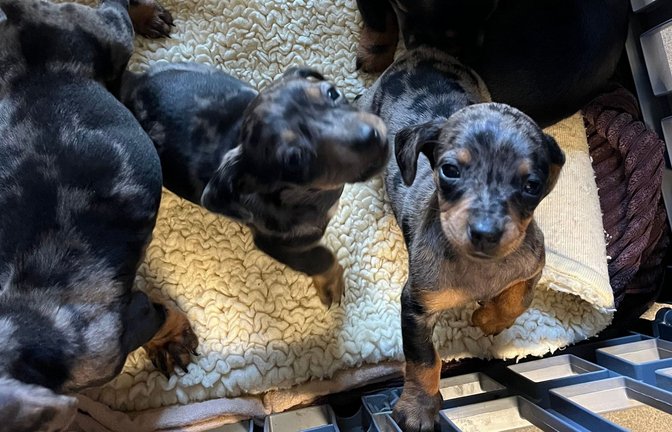 Die Welpen wurden in der Nähe einer Autobahnbrücke über die A6 gefunden.<span class='image-autor'>Foto: -/Polizeipräsidium Heilbronn/dpa</span>