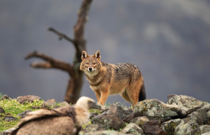 Der Goldschakal ist auch in Baden-Württemberg heimisch geworden.<span class='image-autor'>Foto: Martin Prochazkacz/ Shutterstock</span>
