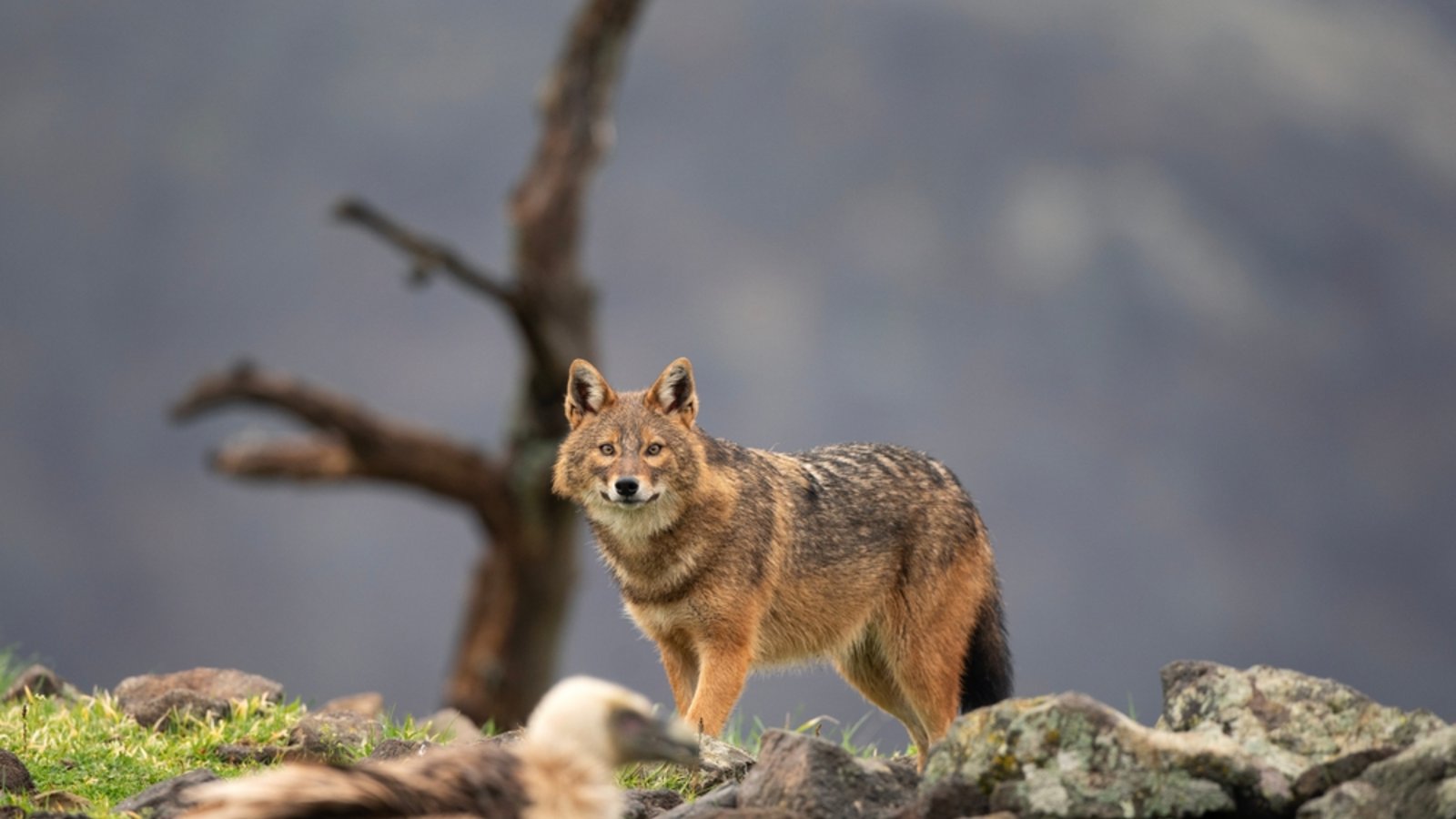 Der Goldschakal ist auch in Baden-Württemberg heimisch geworden.Foto: Martin Prochazkacz/ Shutterstock Der Goldschakal ist auch in Baden-Württemberg heimisch geworden.Foto: Martin Prochazkacz/ Shutterstock