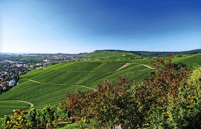 Wein aus dem Remstal – beliebt und begehrt.<span class='image-autor'>Foto: Manuel Schönfeld - Fotolia</span>