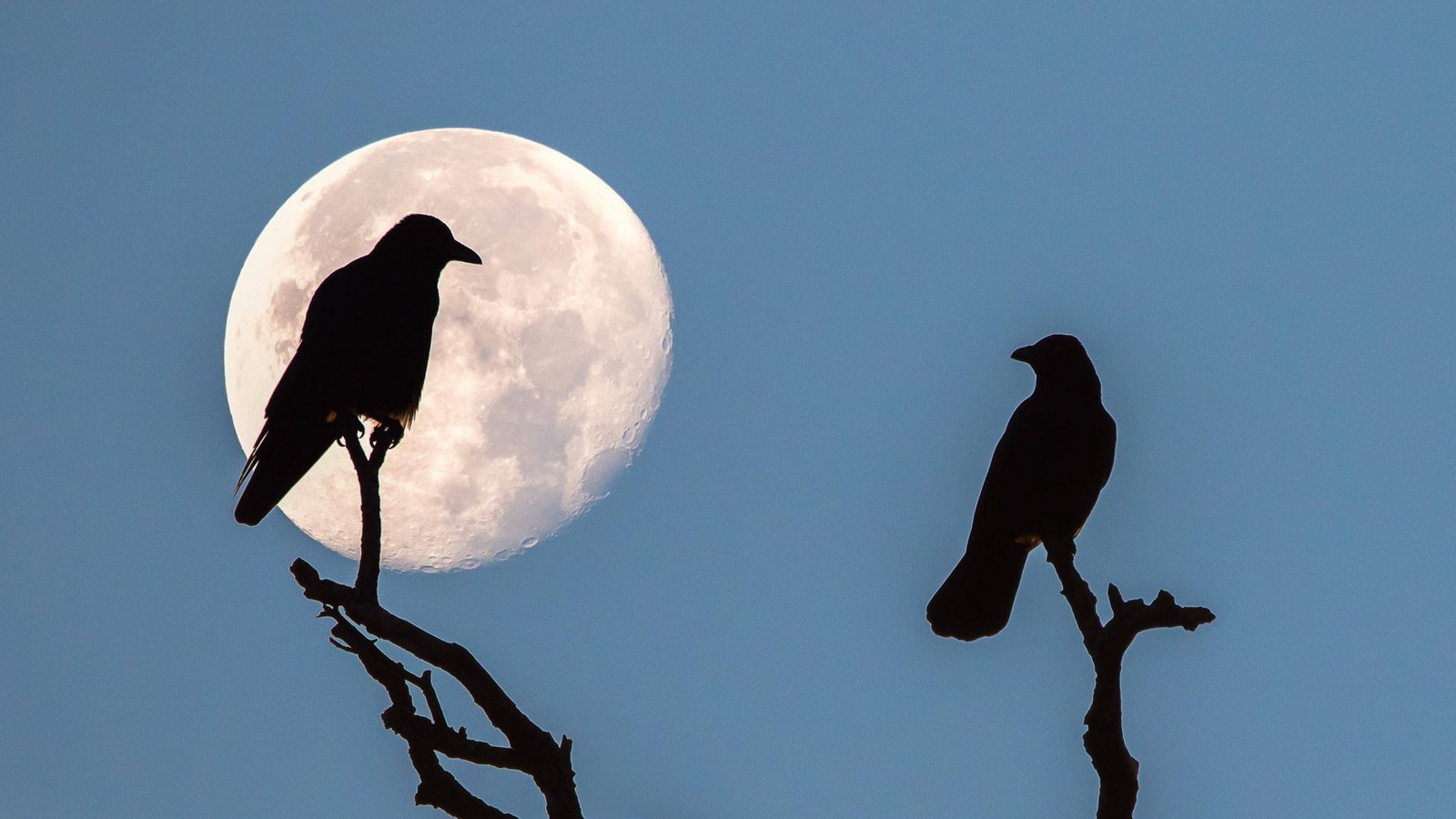 Zwei Saatkrähen (Corvus frugilegus) sitzen bei Vollmond auf einem Ast. Bis in die 1970er Jahre waren die Tiere in Deutschland so gut wie ausgerottet..Foto: imago/imagebroker Zwei Saatkrähen (Corvus frugilegus) sitzen bei Vollmond auf einem Ast. Bis in die 1970er Jahre waren die Tiere in Deutschland so gut wie ausgerottet..Foto: imago/imagebroker