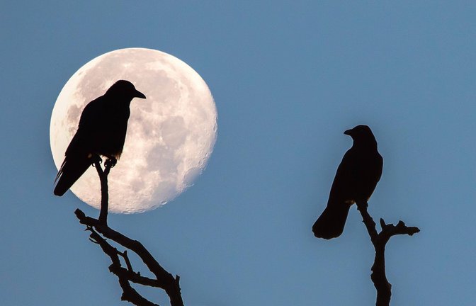 Zwei Saatkrähen (Corvus frugilegus) sitzen bei Vollmond auf einem Ast. Bis in die 1970er Jahre waren die Tiere in Deutschland so gut wie ausgerottet..<span class='image-autor'>Foto: imago/imagebroker</span>