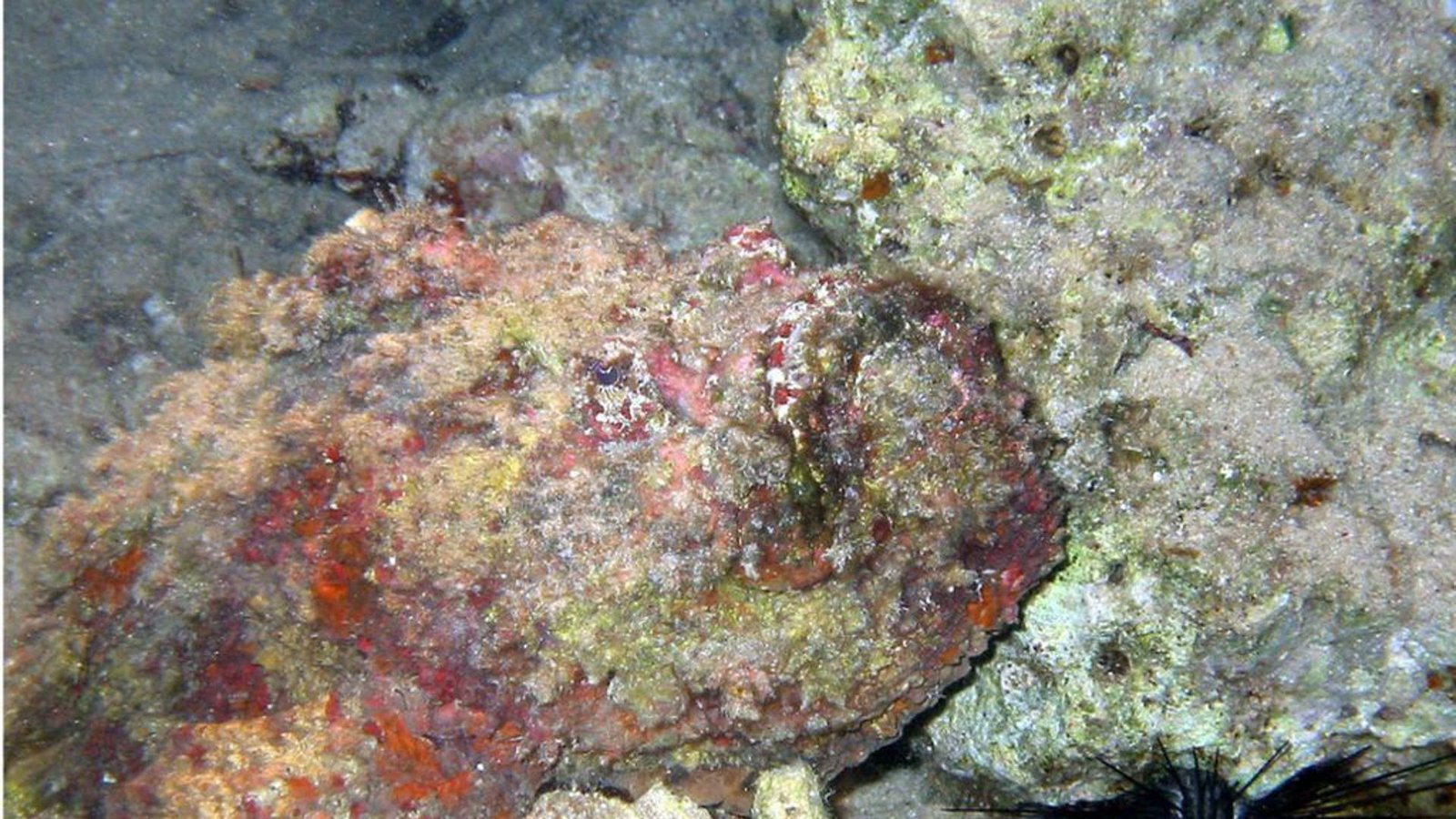 Steinfisch (Synanceiidae): Er lebt im tropischen Indopazifik und Roten Meer und wird von Tauchern oft übersehen, weil er sich kaum vom Meeresboden unterscheidet. Seine Stacheln durchdringen Badeschuhe und Neoprenanzüge wie heiße Nadeln Wachs. Das Gift wird in die Wunde injiziert, was zu Kammerflimmern, Blutdruckabfall und Lähmungen und schließlich zum Tod führen kann.Foto: Wikipedia commons/Photo2222
