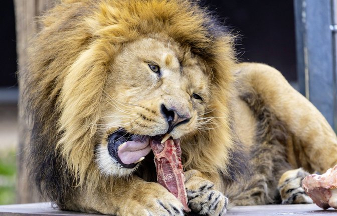 Raubtierfütterung im Zoo.<span class='image-autor'>Foto: imago images / Arnulf Hettrich</span>
