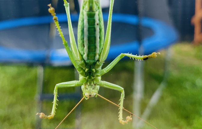 Diese Heuschrecke braucht kein Trampolin, sie kann einfach so akrobatische Kunststücke vollbringen, wie das Foto von Birgit Feeser aus Aurich zeigt. Mit ihren sechs Insektenfüßen, die aus Tausenden von feinen, mikrometerkleinen „Härchen“ bestehen, kann sie durch Adhäsionskräfte an der Oberfläche haften. Je schwerer das Tier, desto zahlreicher und feiner sind die „Haare“. Während eine Fliege etwas mehr als 5000 „Hafthärchen“ besitzt, verfügen Geckos schon über etwa 500 000 feinste „Härchen“ – wobei das einzelne „Härchen“ nur 0.2 bis 0.5 Mikrometer misst, schreibt die Max-Planck-Gesellschaft.