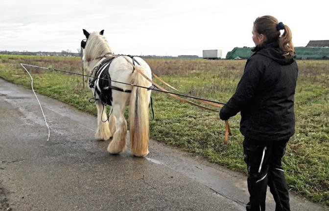 Trockenübungen fürs Kutschpferd in Aurich.  Foto: Rücker