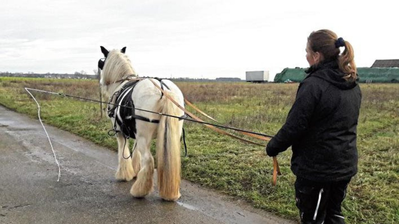 Trockenübungen fürs Kutschpferd in Aurich.  Foto: Rücker