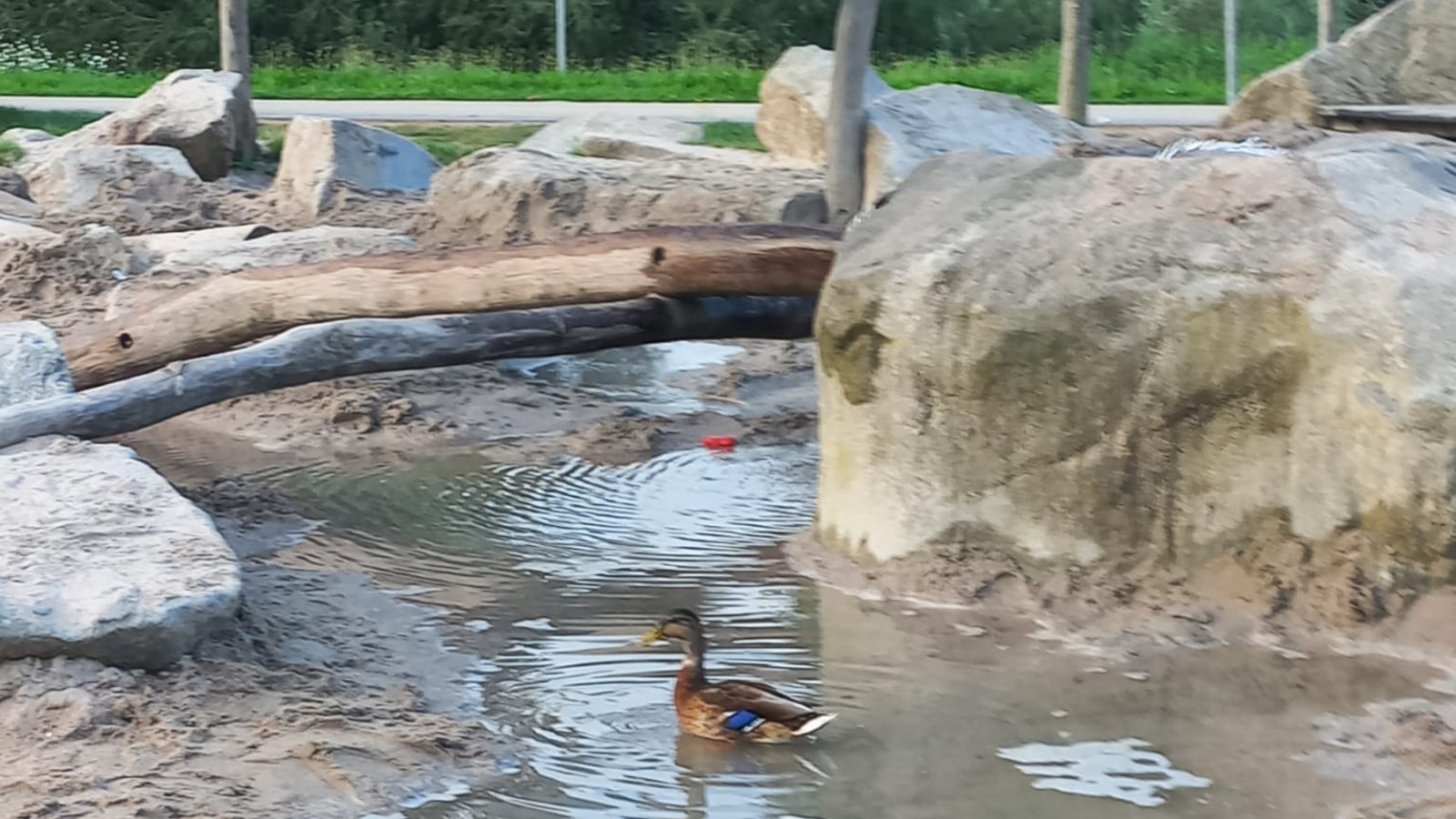 Fühlt sich wohl: eine Ente auf dem Wasserspielplatz in den Enzgärten.  Foto: p