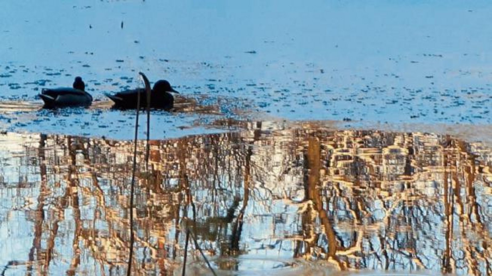 Frostige Abendstimmung am Hamberger See in Gündelbach. Foto: Thalhäuser