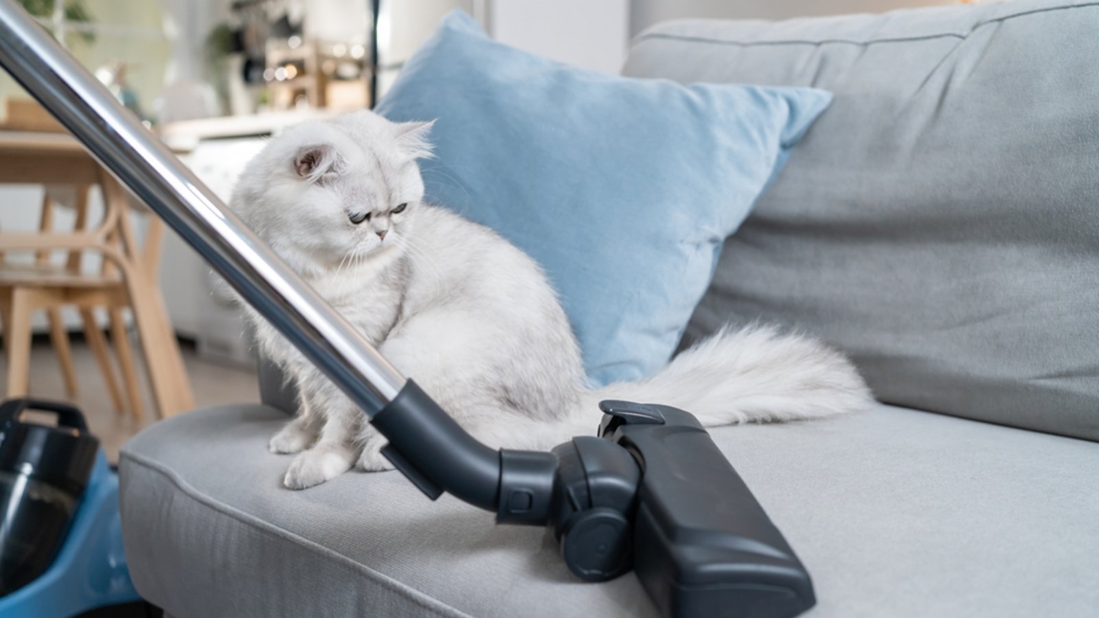 So geht der Geruch der Katze wieder weg.Foto: Hananeko_Studio / shutterstock.com So geht der Geruch der Katze wieder weg.Foto: Hananeko_Studio / shutterstock.com