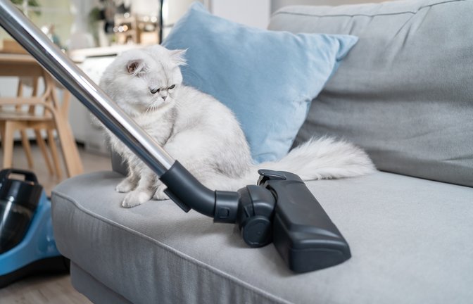 So geht der Geruch der Katze wieder weg.<span class='image-autor'>Foto: Hananeko_Studio / shutterstock.com</span>