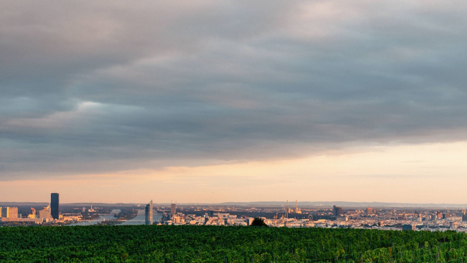 Was für ein Blick: Von den Wiener Weinbergen kann man die österreichische Hauptstadt überblicken.Foto: © WienTourismus/Julius Hirtzber/Julius Hirtzberger