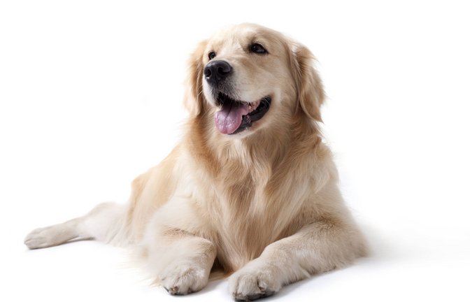 Experten sagen: Hunde sind so gut, das haben wir Menschen gar nicht verdient.<span class='image-autor'>Foto: //Lane Oatey</span>