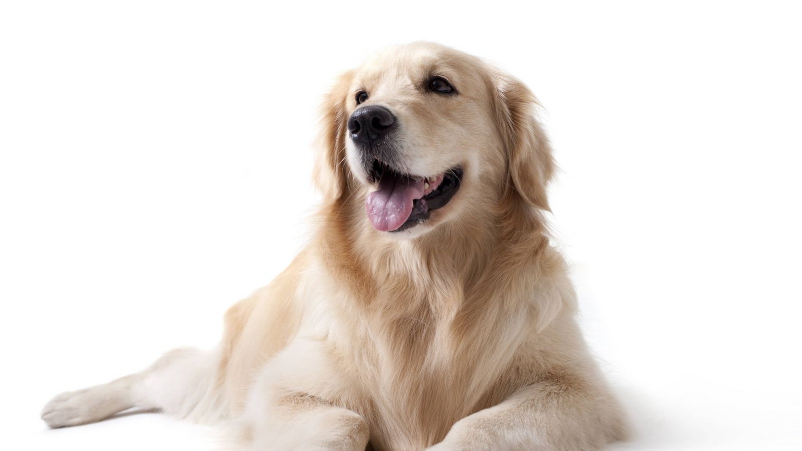 Experten sagen: Hunde sind so gut, das haben wir Menschen gar nicht verdient.Foto: //Lane Oatey