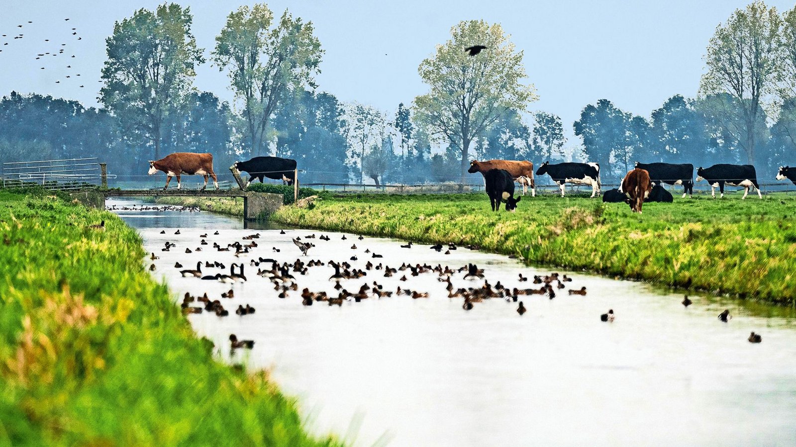 Foto: imago/ANP Foto: imago/ANP