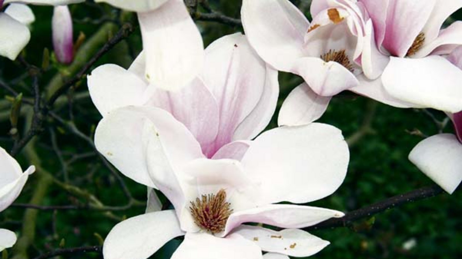 Blütenwunder Magnolie. Foto: Rücker Blütenwunder Magnolie. Foto: Rücker