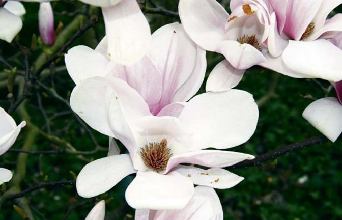 Blütenwunder Magnolie. Foto: Rücker