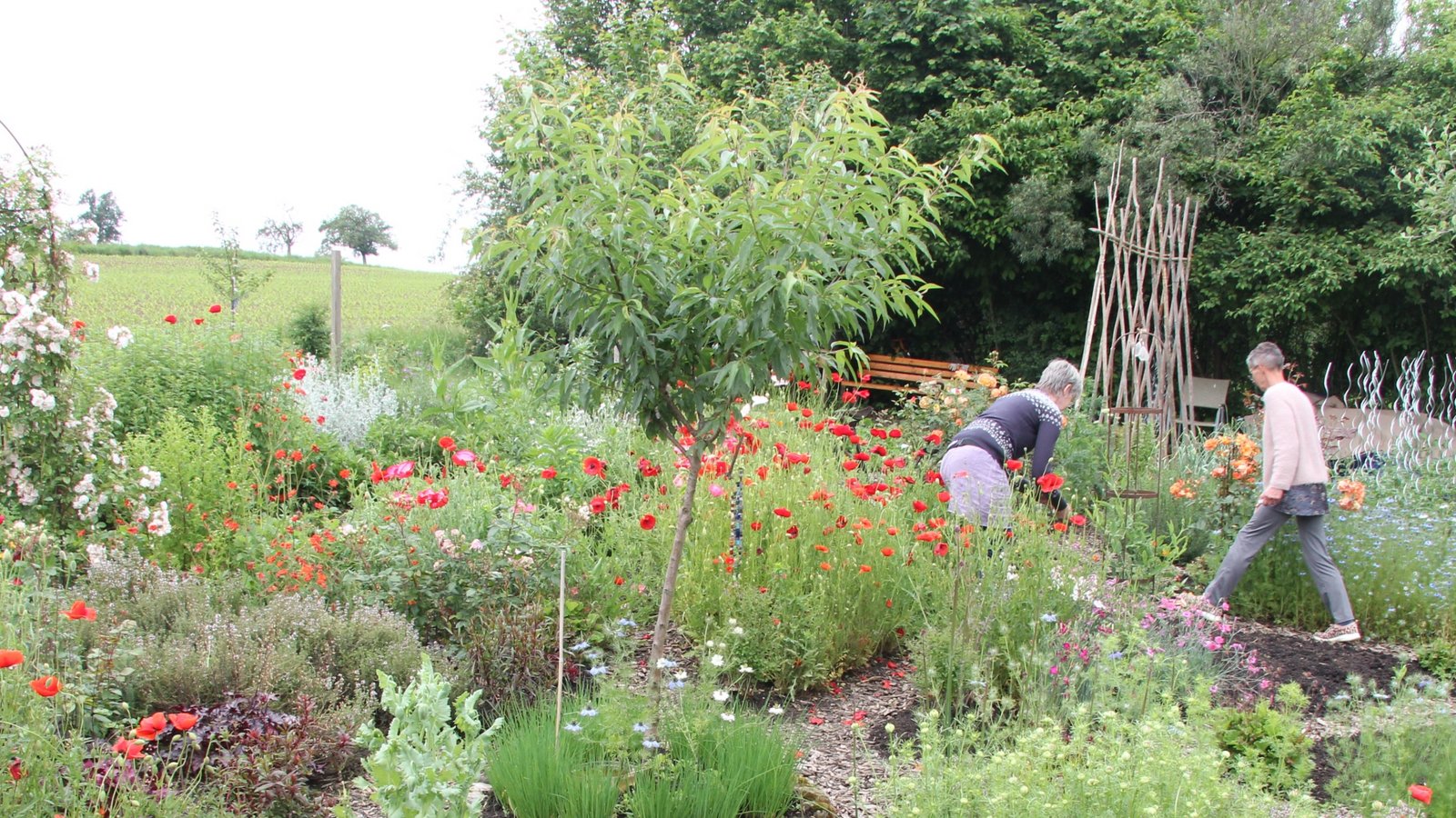 Einblick in einen Garten in Oberriexingen im Jahr 2024.  Archivfoto: VKZ/Banholzer
