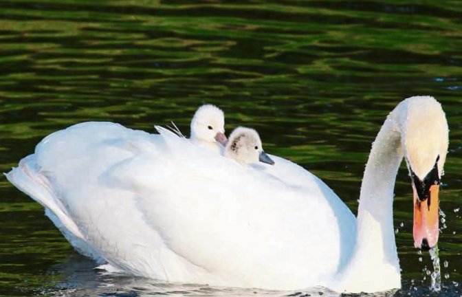 Wie gemalt sieht die Schwanenfamilie auf dem Foto von Kirsten Krebs aus. „Am Samstag hatte ein Schwanenjunges seine Familie verloren“, schreibt sie zu ihrem Bild von der Enz in Vaihingen. Es konnte wieder zurückgebracht werden und schwimmt – auf dem Bild nicht zu sehen – dem Trio hinterher.