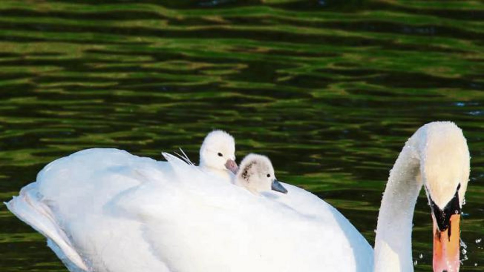Wie gemalt sieht die Schwanenfamilie auf dem Foto von Kirsten Krebs aus. „Am Samstag hatte ein Schwanenjunges seine Familie verloren“, schreibt sie zu ihrem Bild von der Enz in Vaihingen. Es konnte wieder zurückgebracht werden und schwimmt – auf dem Bild nicht zu sehen – dem Trio hinterher. Wie gemalt sieht die Schwanenfamilie auf dem Foto von Kirsten Krebs aus. „Am Samstag hatte ein Schwanenjunges seine Familie verloren“, schreibt sie zu ihrem Bild von der Enz in Vaihingen. Es konnte wieder zurückgebracht werden und schwimmt – auf dem Bild nicht zu sehen – dem Trio hinterher.
