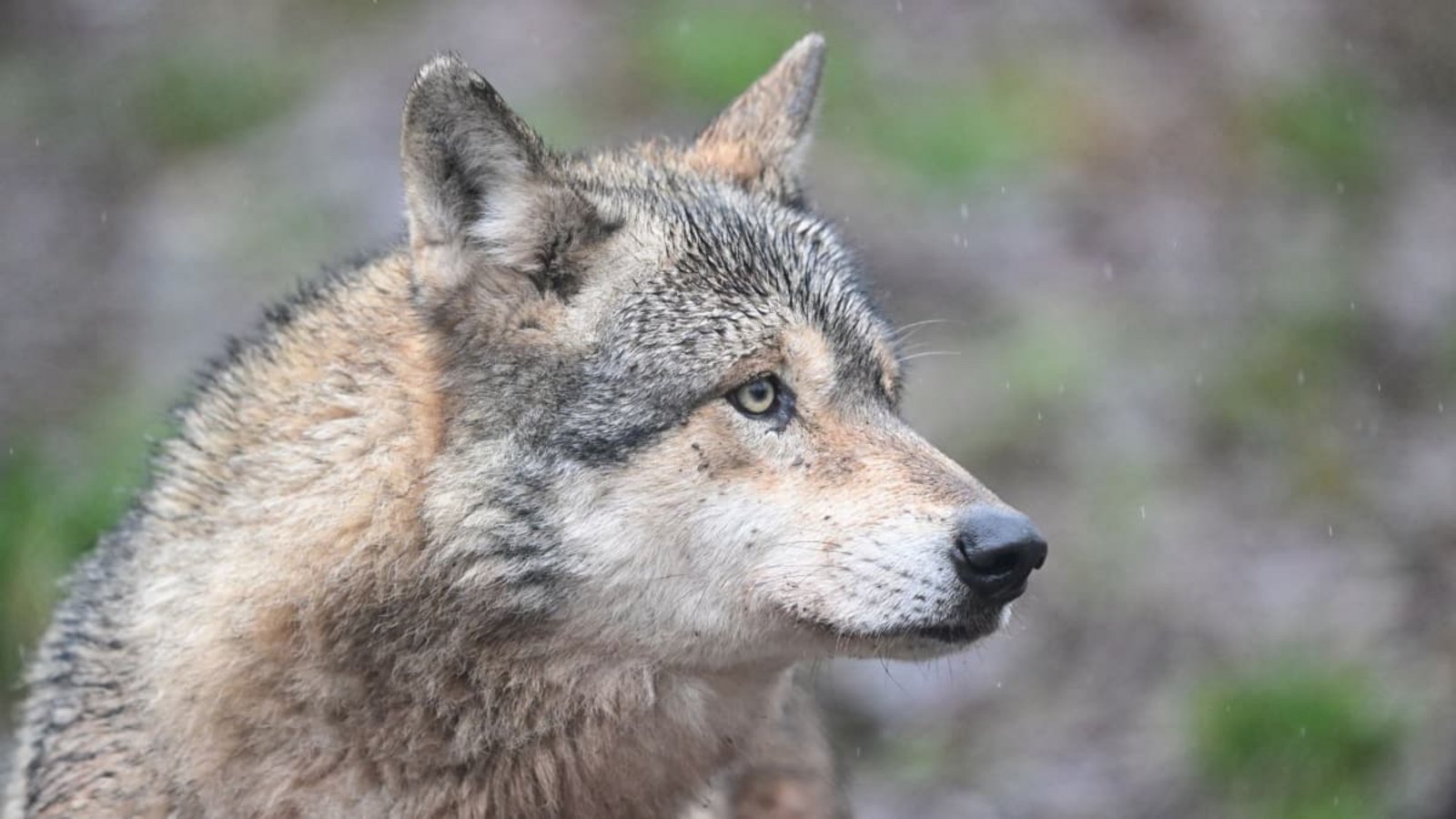 In diesem Jahr wurden 81 Sichtungen des Hornisgrinde-Wolfs gemeldet. (Symbolbild)Bernd Weißbrod/dpa In diesem Jahr wurden 81 Sichtungen des Hornisgrinde-Wolfs gemeldet. (Symbolbild)Bernd Weißbrod/dpa