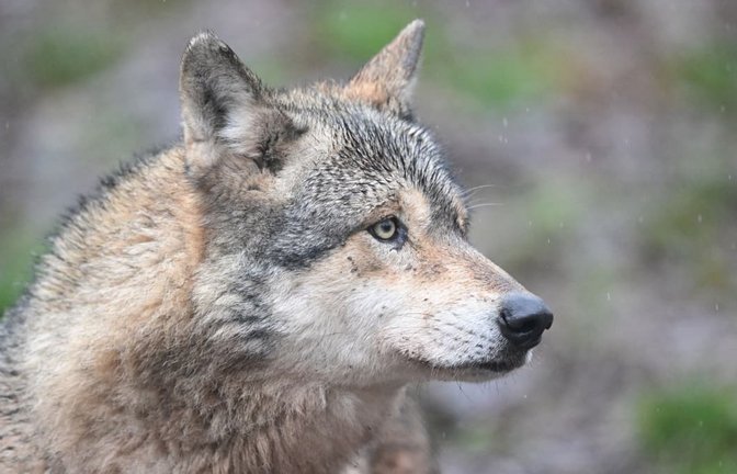 In diesem Jahr wurden 81 Sichtungen des Hornisgrinde-Wolfs gemeldet. (Symbolbild)<span class='image-autor'>Bernd Weißbrod/dpa</span>
