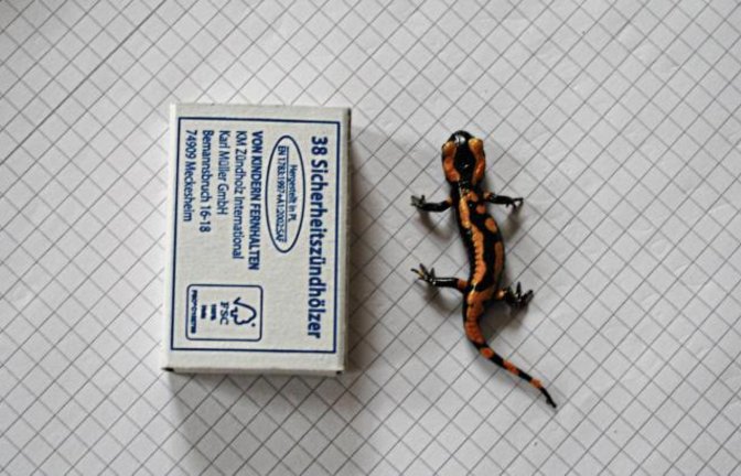 Diesen niedlichen jungen Feuersalamander hat Christiane Koczy aus Großglattbach im Kartoffelkeller entdeckt. Klein-Lurchi wurde behutsam in die Freiheit entlassen.