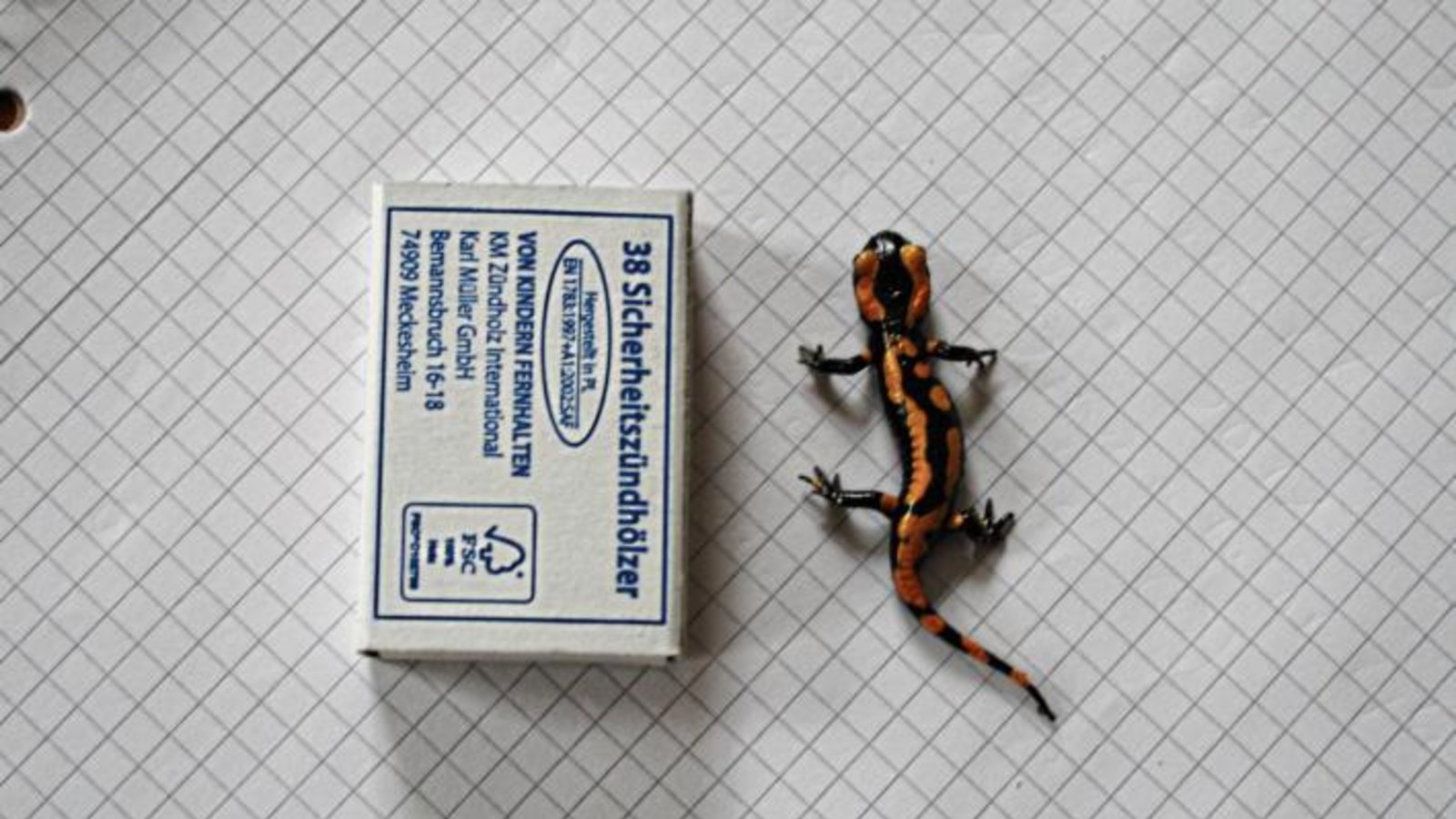 Diesen niedlichen jungen Feuersalamander hat Christiane Koczy aus Großglattbach im Kartoffelkeller entdeckt. Klein-Lurchi wurde behutsam in die Freiheit entlassen. Diesen niedlichen jungen Feuersalamander hat Christiane Koczy aus Großglattbach im Kartoffelkeller entdeckt. Klein-Lurchi wurde behutsam in die Freiheit entlassen.