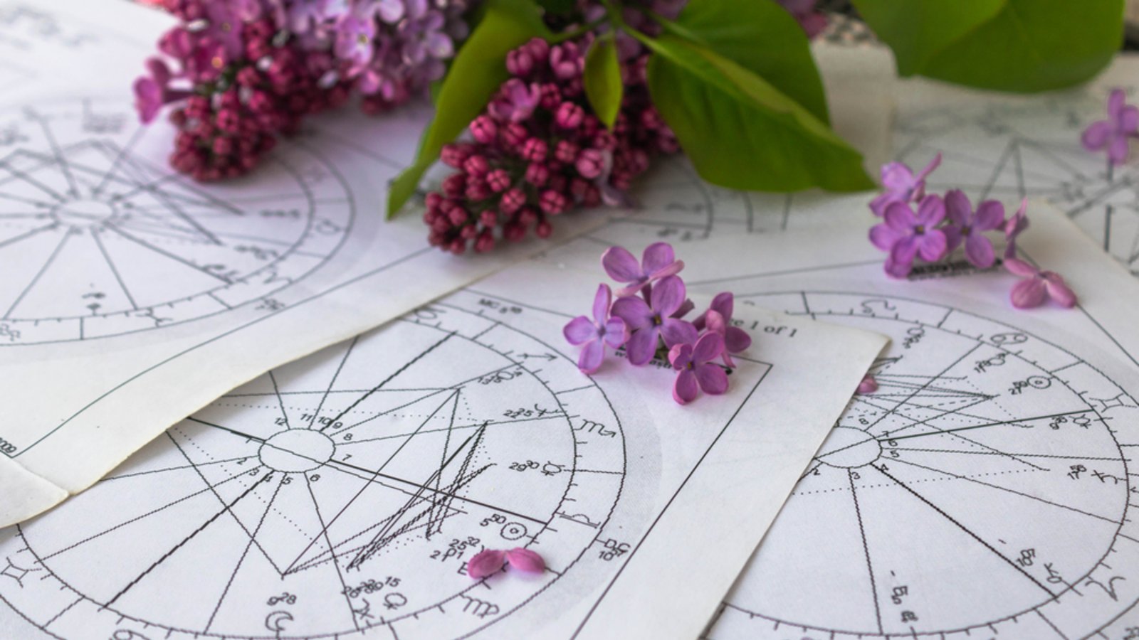 Was hat es mit Geburtsblumen auf sich?Foto: Bada1/Shutterstock