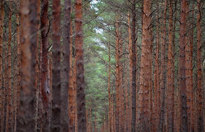 Der Zustand der Wälder in Deutschland blieb 2022 nach neuen bundesweiten Daten angespannt.<span class='image-autor'>Foto: Patrick Pleul/Deutsche Presse-Agentur GmbH/dpa</span>