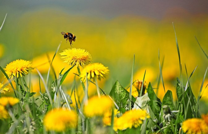 Wildpflanzen werden oft als Unkräuter abgetan. Doch viele von ihnen, wie beispielsweise der Löwenzahn, lassen sich gut in der Küche verwenden.<span class='image-autor'>Foto: dpa/Thomas Warnack</span>
