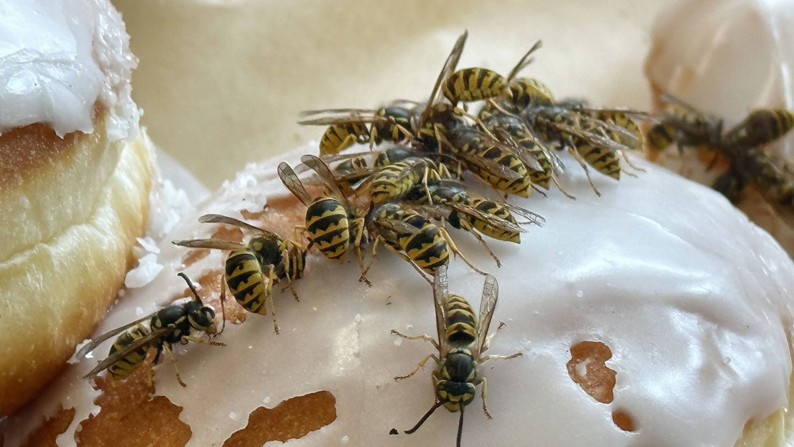 Wespen lieben Süßes: Je üppiger die Tafel, desto mehr Tiere werden angelocktFoto: Imago/Sorge Wespen lieben Süßes: Je üppiger die Tafel, desto mehr Tiere werden angelocktFoto: Imago/Sorge
